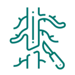 Cirurgia Vascular